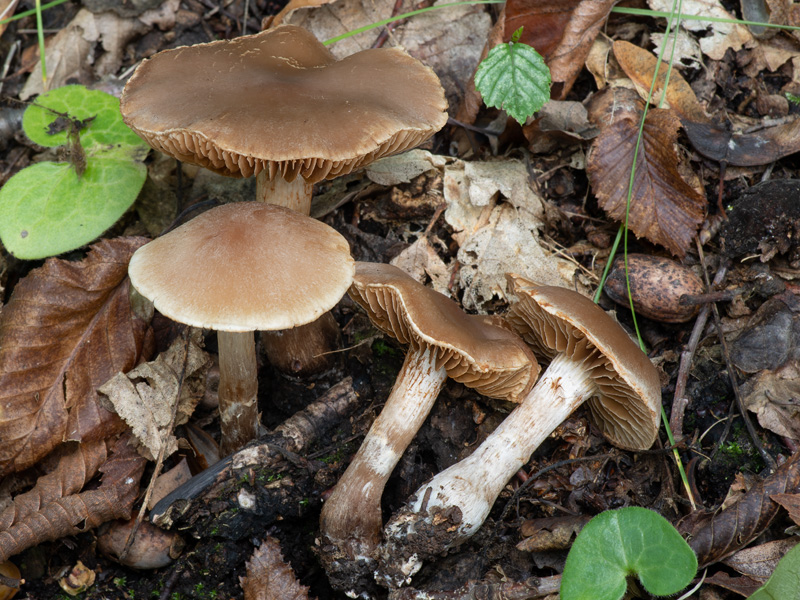 Cortinarius rubricosus